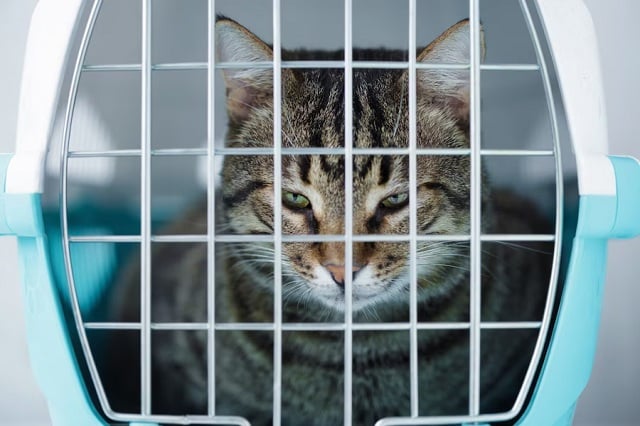 chat gris dans une cage pour le transport